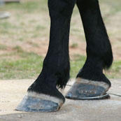 Edward Martin Perpetual Farrier