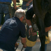 Edward Martin Perpetual Farrier