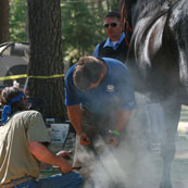 Edward Martin Perpetual Farrier