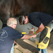 Edward Martin Perpetual Farrier