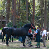 Edward Martin Perpetual Farrier