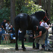 Edward Martin Perpetual Farrier