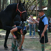 Edward Martin Perpetual Farrier