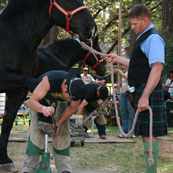 Edward Martin Perpetual Farrier